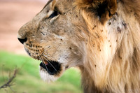 Lion & Ticks