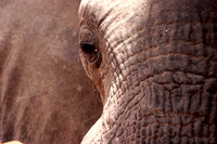 Nature and Wildlife